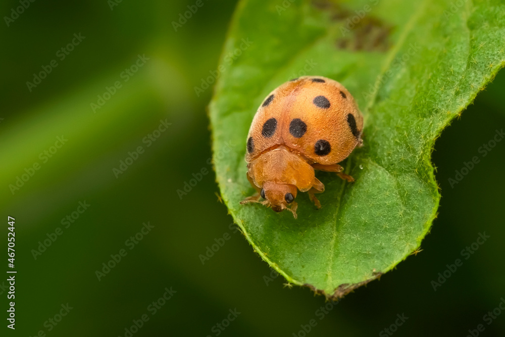 ladybug on leaf ladybug on leaf