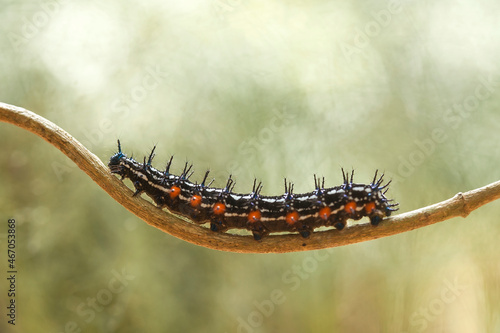 Beautiful Caterpillar on  wild Plants © abdul gapur dayak