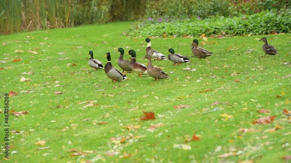 Ducks walking around looking for food. Ducks walking around looking for food.