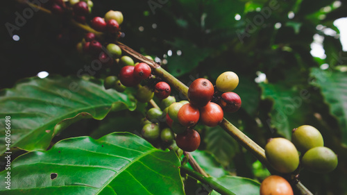 Coffee bean fresh in gaden