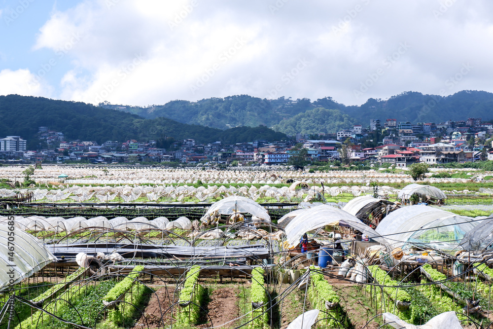 Obraz premium Strawberry and Lettuce Farm in a Cold Climate Mountain Area Baguio City