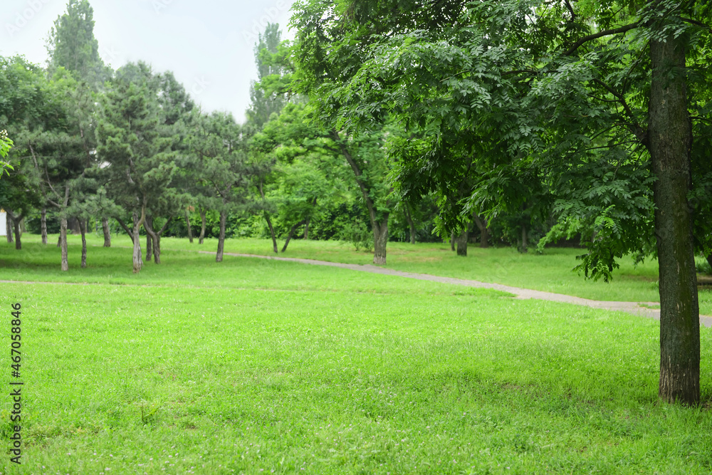 Obraz premium Panorama of beautiful city park