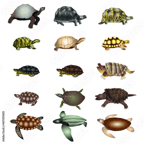 set of turtles and tortoise