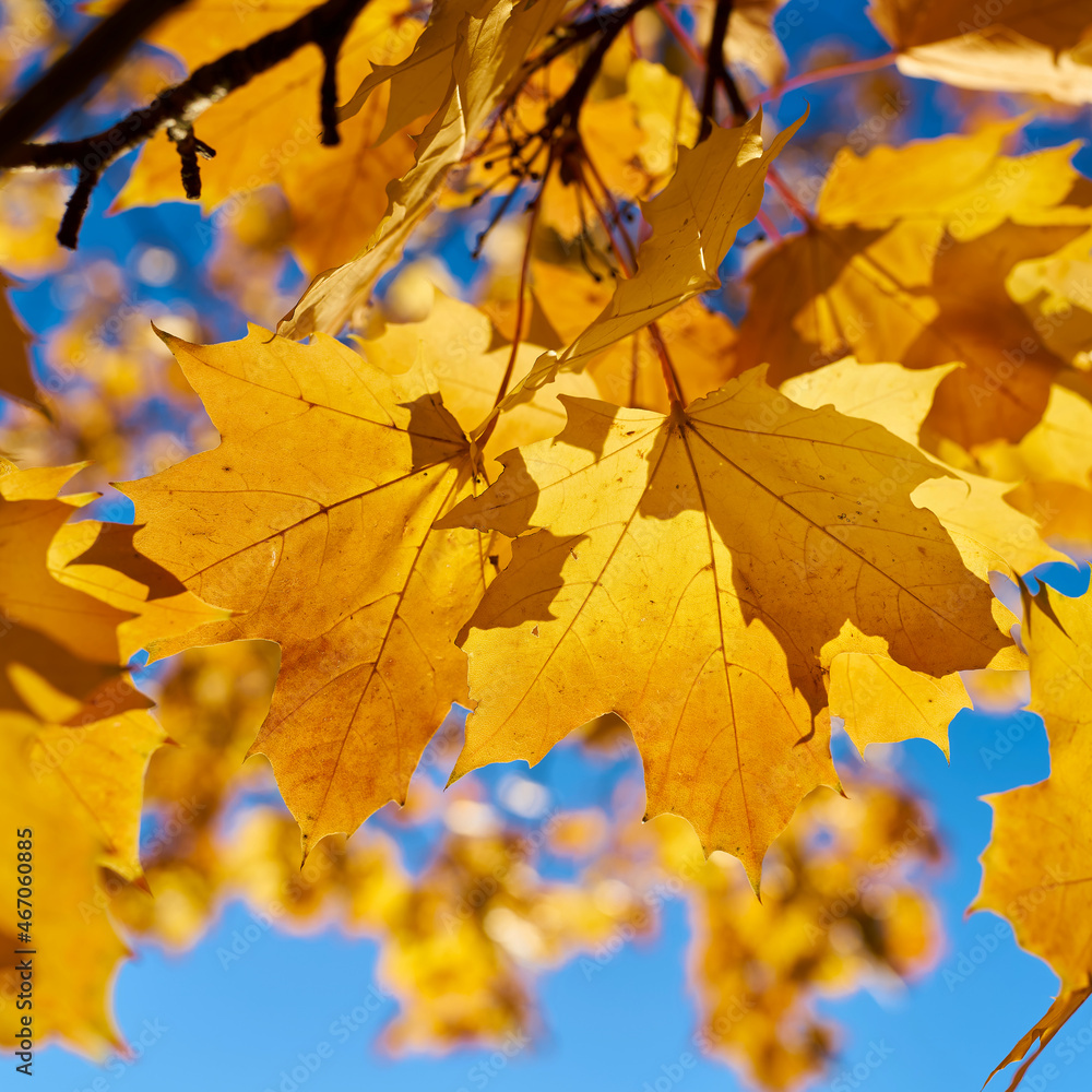 Leaves of a Norway maple (Acer platanoides) with autumn yellow coloration in the back light Leaves of a Norway maple (Acer platanoides) with autumn yellow coloration in the back light