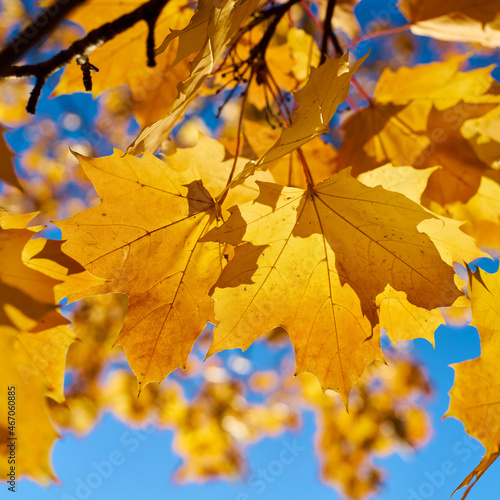 Leaves of a Norway maple (Acer platanoides) with autumn yellow coloration in the back light