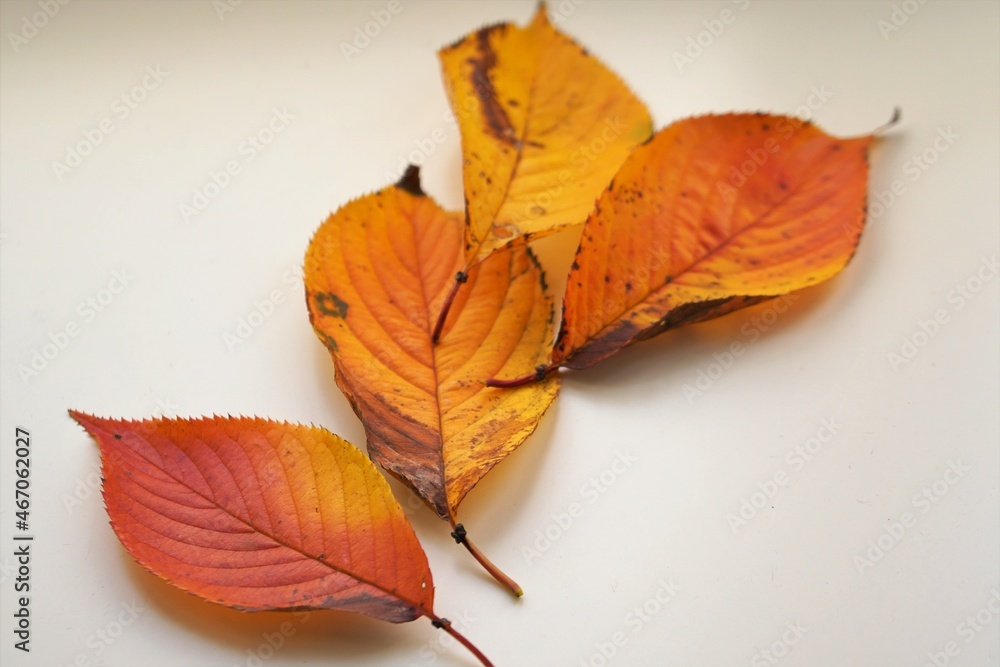 落葉 Stock Photo Adobe Stock