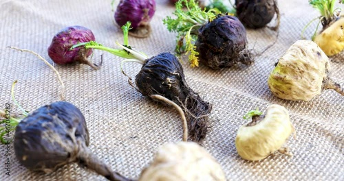 Fresh Maca roots or Peruvian ginseng  (lat. Lepidium meyenii) (Selective focus, Focus on maca roots on the front)