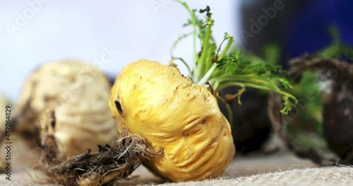 Fresh Maca roots or Peruvian ginseng  (lat. Lepidium meyenii) (Selective focus, Focus on maca roots on the front)