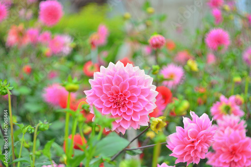 Delicate pink dahlia with a defocused bright background.