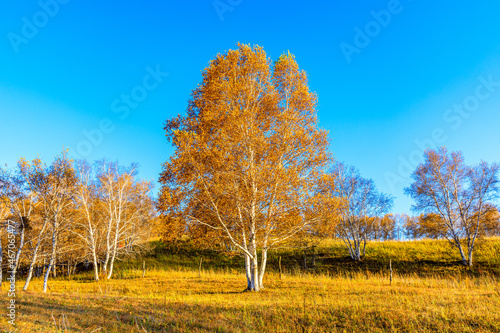 Beautiful birch tree landscape in autumn.Autumn tree and leaves.