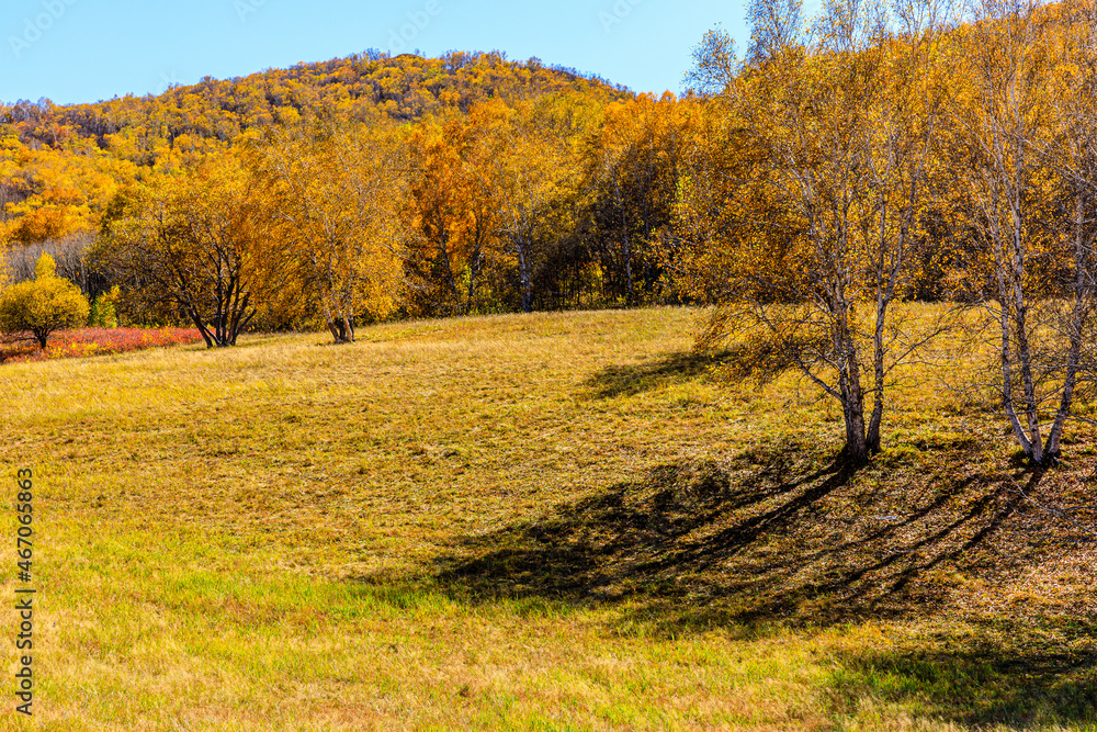 Naklejka premium Beautiful mountain and forest natural landscape in autumn.Beautiful autumn scenery in the Wulan Butong grassland,Inner Mongolia,China.
