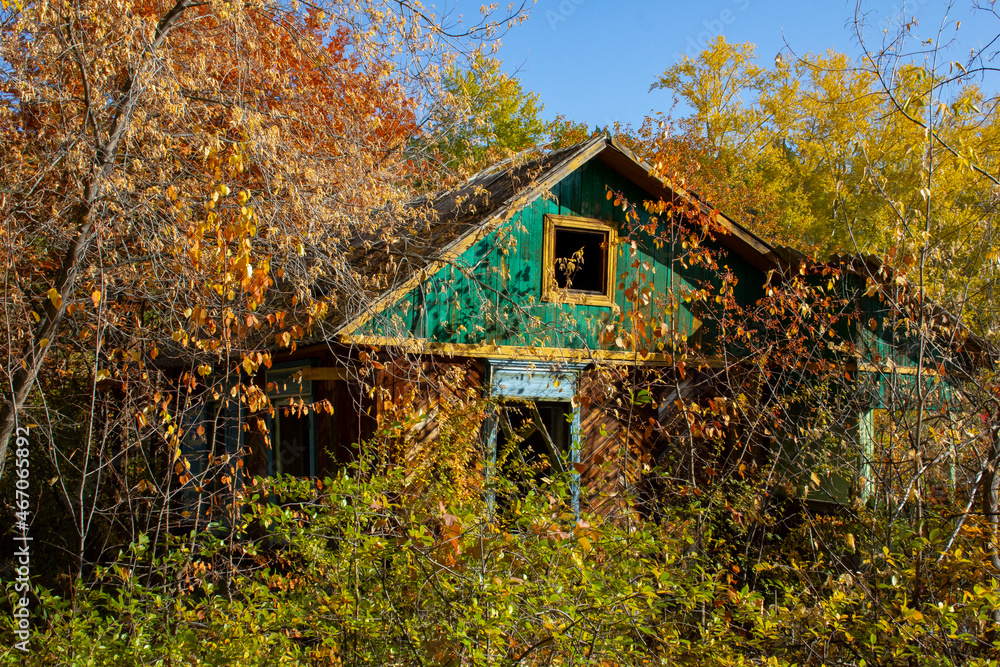 An abandoned village house in the autumn thickets. Autumn trees and the ruins of a small wooden house.