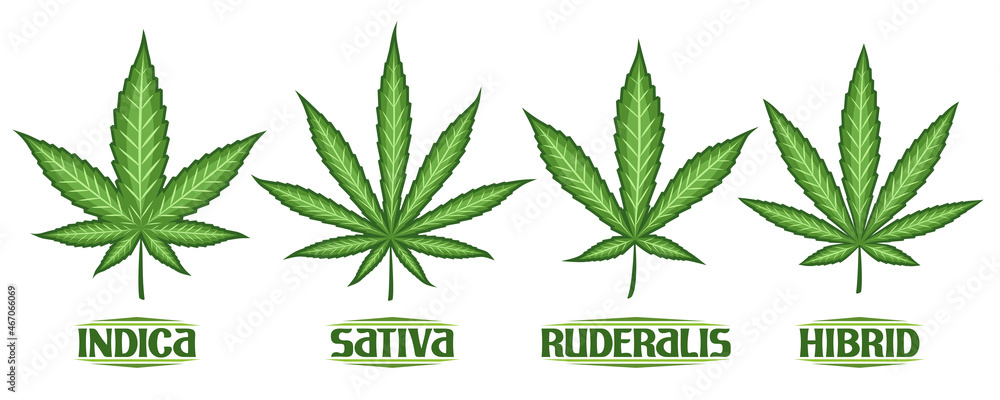 Vector Cannabis Leaves Set, collection of 4 cut out illustrations different cannabis symbols, banner with group diverse marijuana leaf, decorative lettering for medical dispensary on white background.