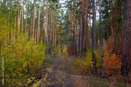 Autumn roads in the Urals in Russia. The road through the autumn thickets in early autumn in Russia