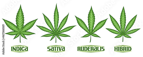 Vector Cannabis Leaves Set  collection of 4 cut out illustrations different cannabis symbols  banner with group diverse marijuana leaf  decorative lettering for medical dispensary on white background.