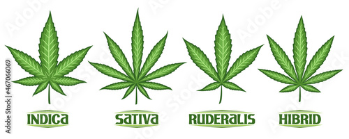 Vector Cannabis Leaves Set, collection of 4 cut out illustrations different cannabis symbols, banner with group diverse marijuana leaf, decorative lettering for medical dispensary on white background.