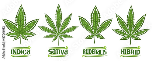 Vector Cannabis Leaves Set, collection of 4 cut out illustrations different cannabis concepts, banner with group diverse marijuana leaf, decorative lettering for medical dispensary on white background