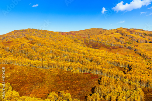 Beautiful mountain and forest natural landscape in autumn.Beautiful autumn scenery in the Wulan Butong grassland,Inner Mongolia,China. photo