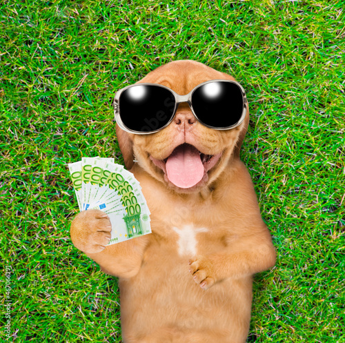 Rich Mastiff puppy wearing sunglasses lies on its back on summer green grass and holds euro. Top down view © Ermolaev Alexandr