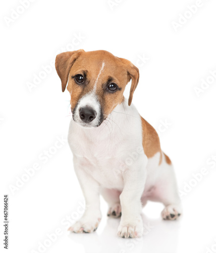 Sad Jack russell terrier puppy sits and looks at camera. Isolated on white background