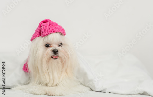 Cozy white Maltese dog wearing warm pink hat sleeps on his back on a bed under white warm blanket at home