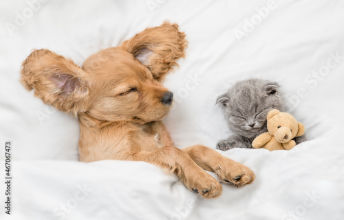 Young English Cocker spaniel puppy sleeps with tiny gray kitten. Pets sleep together under white warm blanket on a bed at home. Top down view. Kitten hugs favorite toy bear