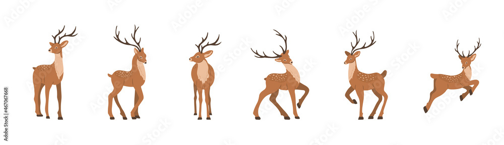 Cute noble sika deer. Set of reindeers with antlers in different poses isolated on white background. Ruminant mammal animal. Vector illustration in flat cartoon style. Cute noble sika deer. Set of reindeers with antlers in different poses isolated on white background. Ruminant mammal animal. Vector illustration in flat cartoon style.