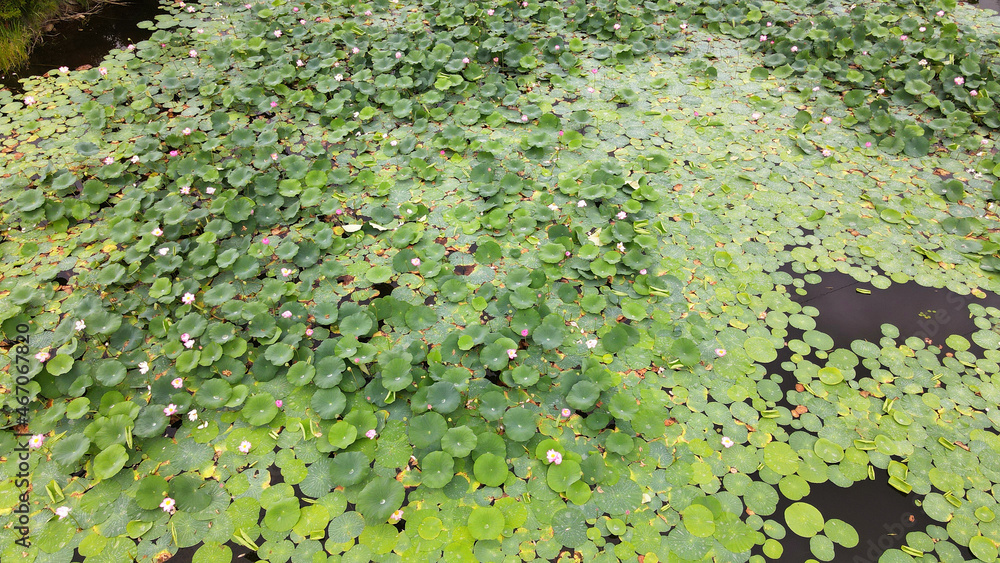 Nenuphar(Water lily), Lake, Lawn, Texture, Camera down, Aerial, Blossom