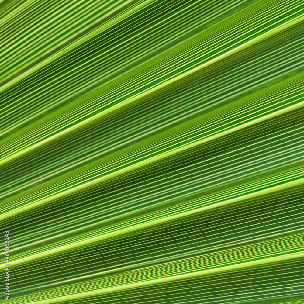 Obraz premium Palm leaf texture for background. Summer holiday and tropical nature concept.