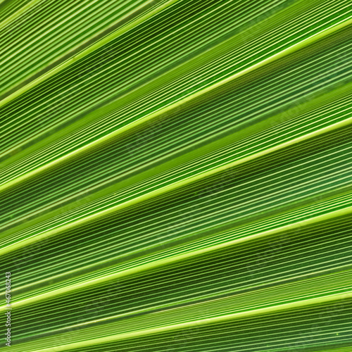 Palm leaf texture for background. Summer holiday and tropical nature concept.