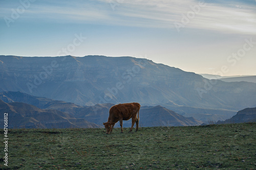 cow in the mountains of Dagestan