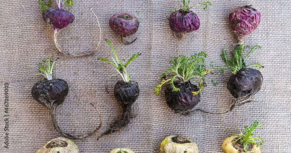 Fresh Maca roots or Peruvian ginseng (lat. Lepidium meyenii) (Selective ...
