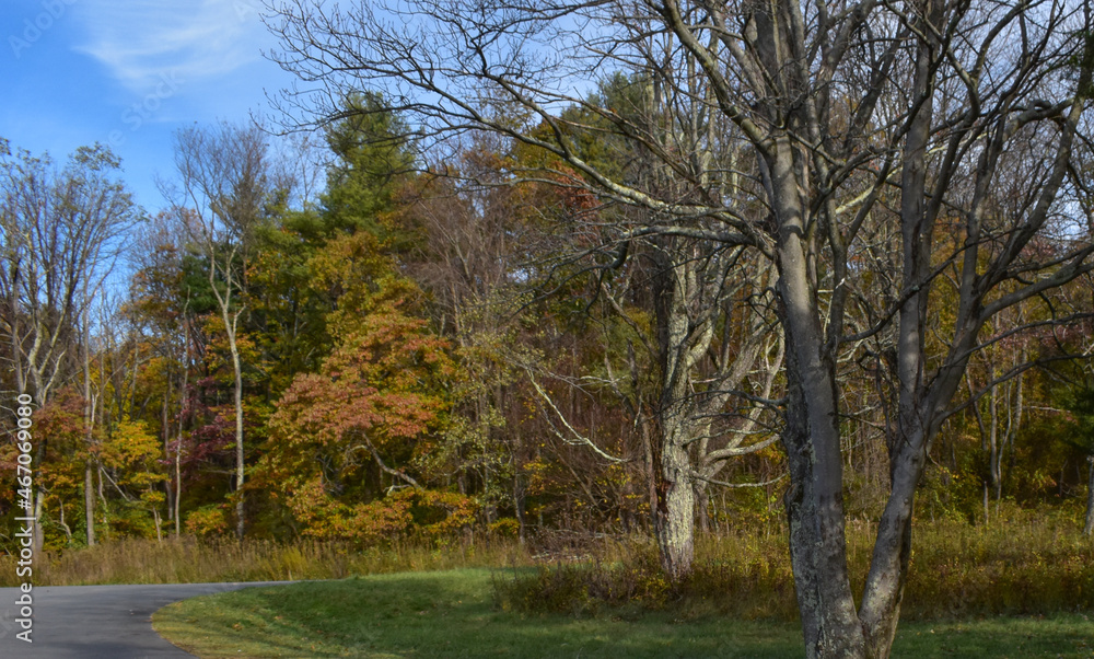 Fototapeta premium Beautiful Fall Trees on the Edge of the Forest Next to a Country Road