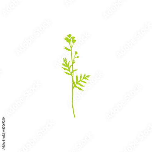 Tansy flower or Tanacetum vulgare colorful vector illustration isolated on white backdrop, decorative shape herbal doodle silhouette for design medicine, wedding invite, greeting card, cosmetic