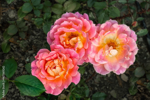 Three yellow-pink unfolded roses close-up on a blurred background of a green bush