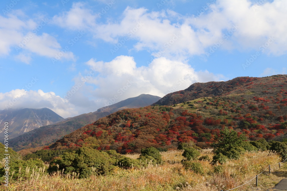 Fototapeta premium 紅葉