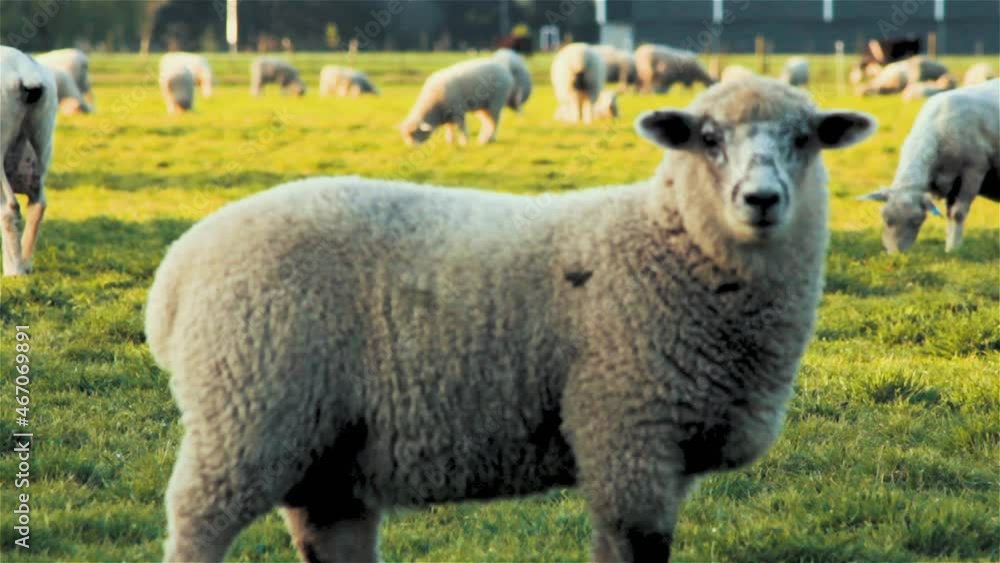 Sheep Grazing in Field on a Beautiful Day in Rangiora New Zealand - Steady Shot Sheep Grazing in Field on a Beautiful Day in Rangiora New Zealand - Steady Shot