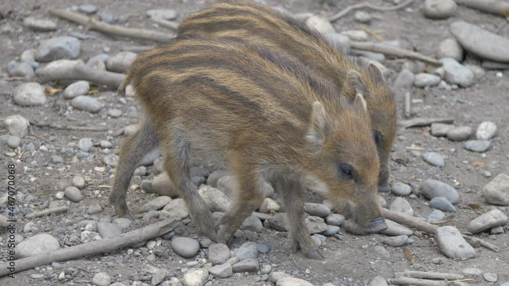 Couple of young baby boars foraging in stony soil during daytime outdoors - 4K close up track shot (Sus Scorfa) Couple of young baby boars foraging in stony soil during daytime outdoors - 4K close up track shot (Sus Scorfa)