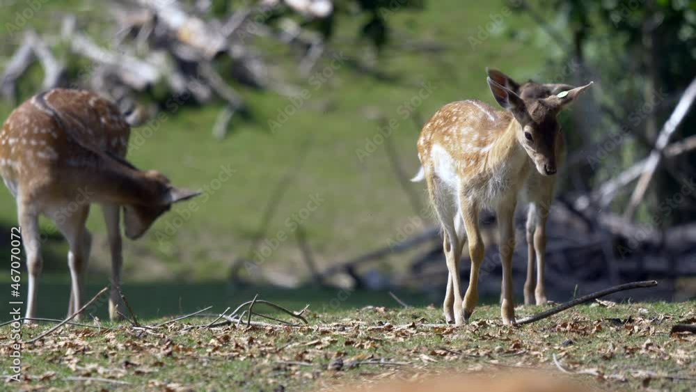 Slow motion of sweet Deer Family walking on pasture during sunny day - Prores 4K Slow motion of sweet Deer Family walking on pasture during sunny day - Prores 4K