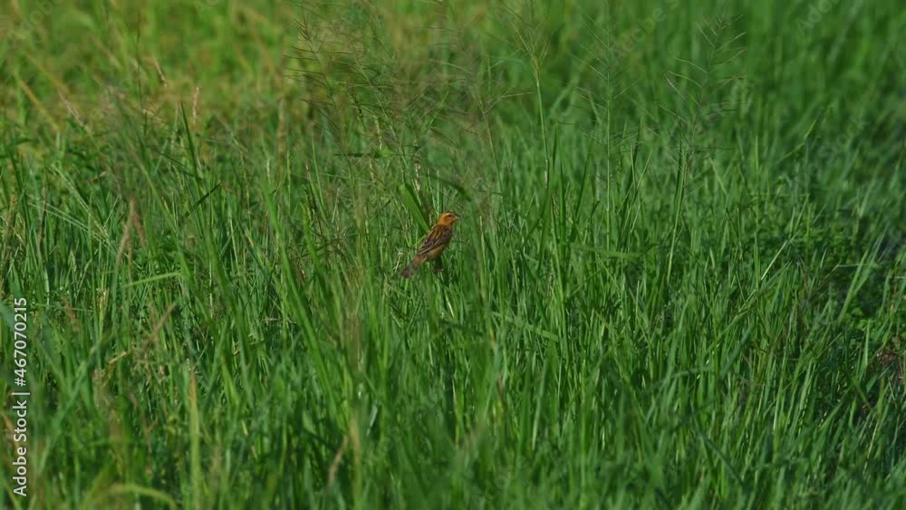 Seen foraging for seeds in the thick of a grassland during a windy afternoon; Asian Golden Weaver, Ploceus hypoxanthus, Female, Thailand. Seen foraging for seeds in the thick of a grassland during a windy afternoon; Asian Golden Weaver, Ploceus hypoxanthus, Female, Thailand.