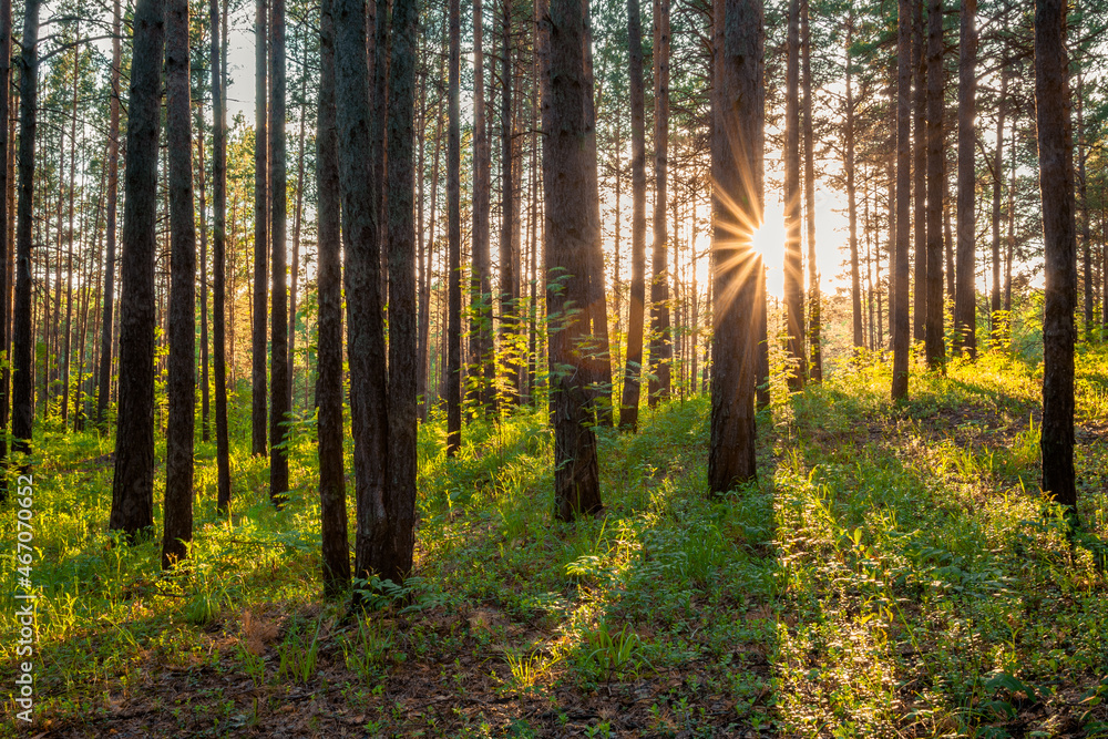 Obraz premium sunset in the forest