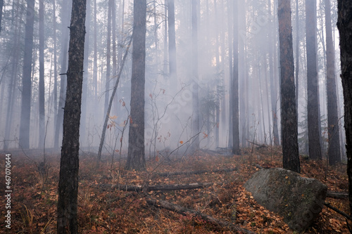 Burning mixed forest in autumn in smoke gray with stone in the foreground
