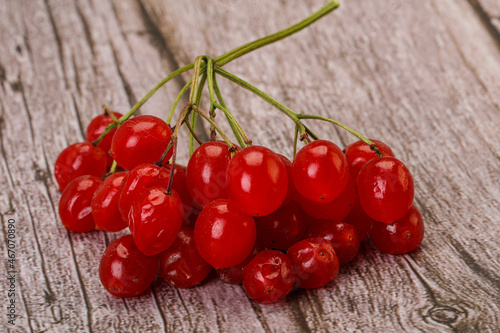 Red tasty and juicy Viburnum berries