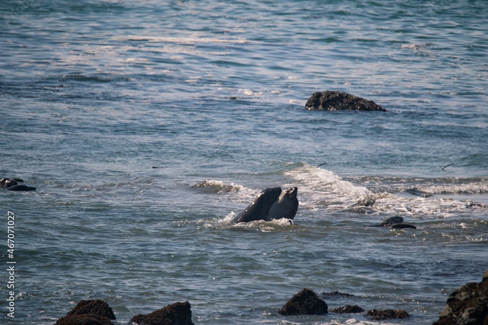 Obraz premium lions in the sea