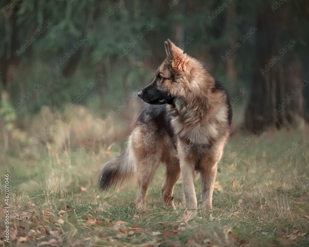 german shepherd dog in autumn forest