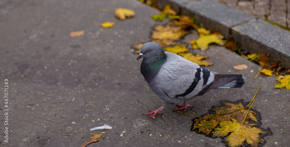 Fototapeta premium Colourful Pigeon walking on the street.