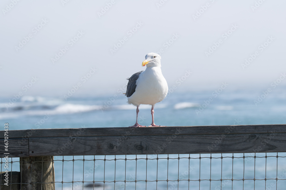 Obraz premium seagull on the pier
