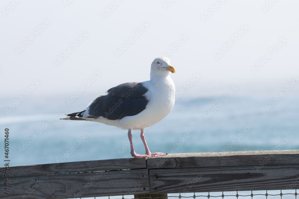 Obraz premium seagull on the beach