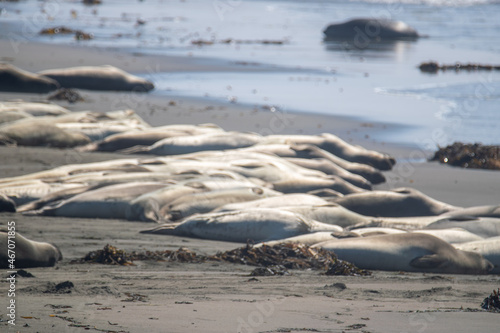 Elephant seals colony