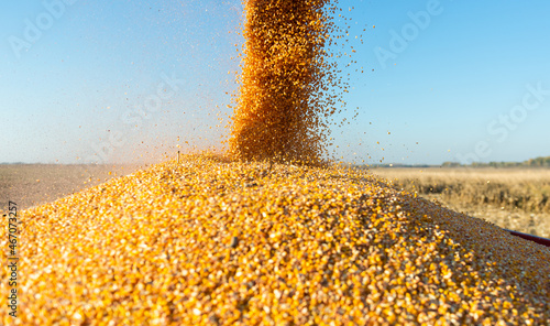 Pouring corn grain into tractor trailer in sunset.